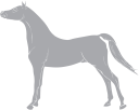 Horse Clipart