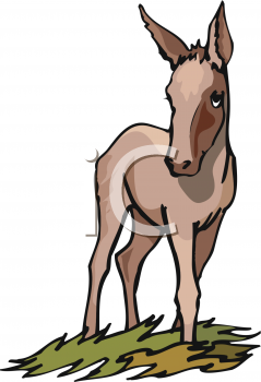 Donkey Clipart