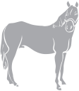 Horse Clipart