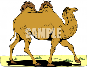 Camel Clipart