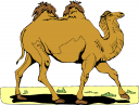 Camel Clipart