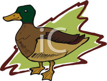 Duck Clipart