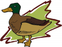 Duck Clipart