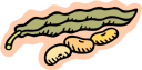 Bean Clipart