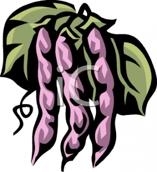 Bean Clipart