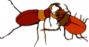 Bug Clipart