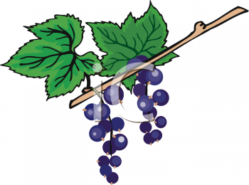 Grape Clipart