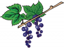 Grape Clipart