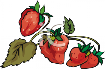 Strawberry Clipart