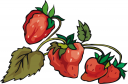 Strawberry Clipart