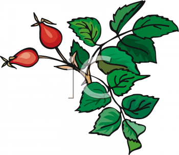 Strawberry Clipart