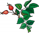 Strawberry Clipart