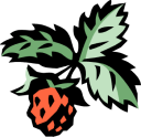 Strawberry Clipart