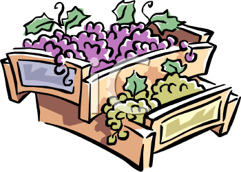 Grape Clipart