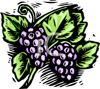 Grape Clipart