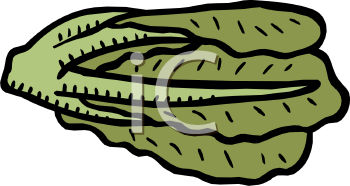 Lettuce Clipart