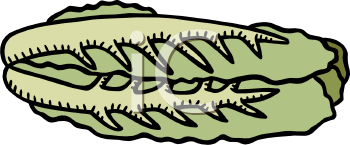 Lettuce Clipart