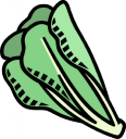 Lettuce Clipart