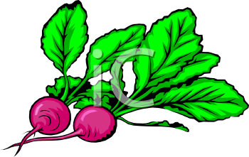 Royalty Free Radish Clipart