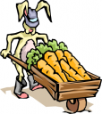 Carrot Clipart