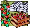 Tomato Clipart