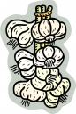 Garlic Clipart