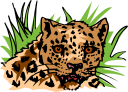 Cat Clipart