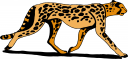 Cheetah Clipart