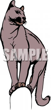 Cat Clipart