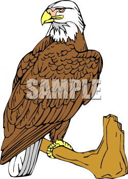 Eagle Clipart