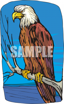 Eagle Clipart