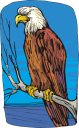 Eagle Clipart