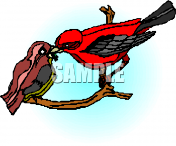 Cardinal Clipart