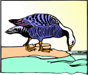 Duck Clipart