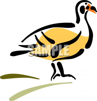 Duck Clipart