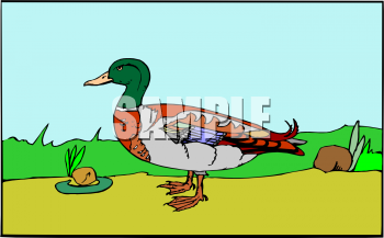 Duck Clipart