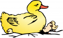 Duck Clipart