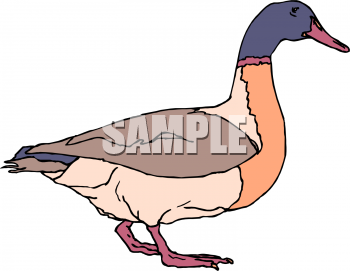 Duck Clipart