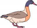 Duck Clipart