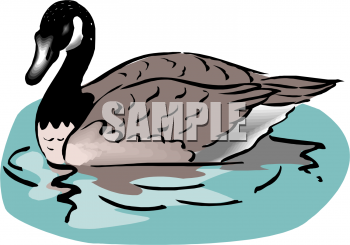 Duck Clipart