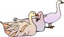 Duck Clipart