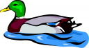 Duck Clipart