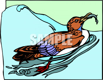 Duck Clipart