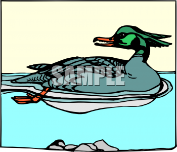 Duck Clipart