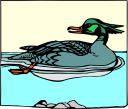 Duck Clipart