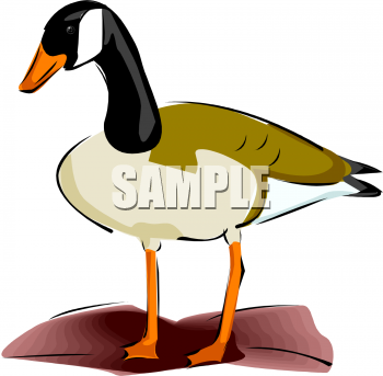 Royalty Free Duck Clipart