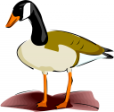 Duck Clipart