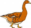 Duck Clipart