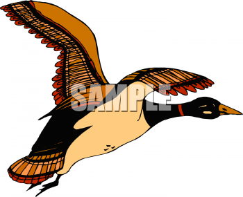 Duck Clipart