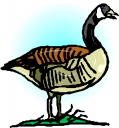 Duck Clipart